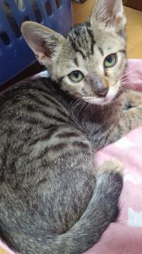 可愛いキジ猫ちゃん!!