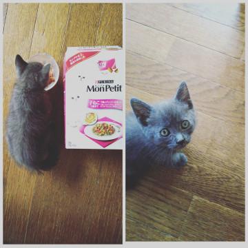 ロシアンブルーカラー可愛いおちびちゃん♂