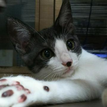 大人しく優しい仔猫、本当は甘えん坊です