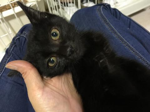 大人しい黒猫