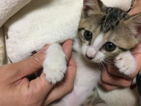 4姉妹★ストロベリーちゃん