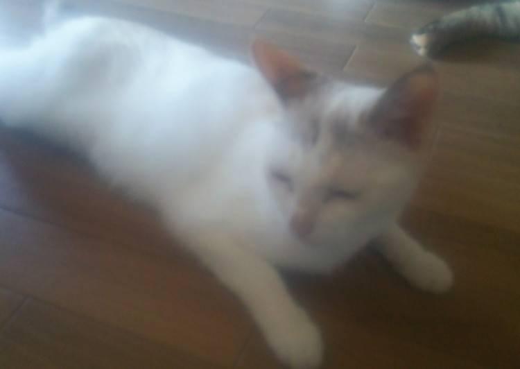 猫の里親募集 未手術 ネコジルシ 猫の里親募集 未手術 ネコジルシ