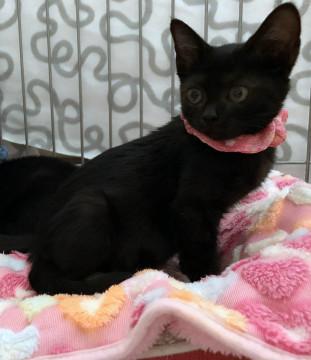 甘えん坊で活発　つやつや黒毛の女の子