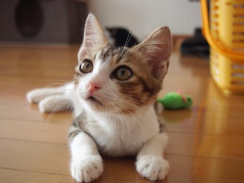 甘えん坊のスリゴロ美男子♪