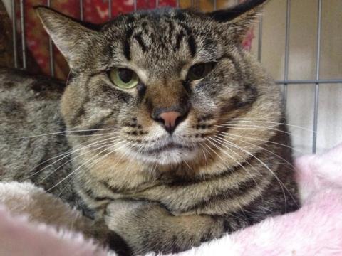 大きい猫好きな方へ♪臆病だけどベタ甘