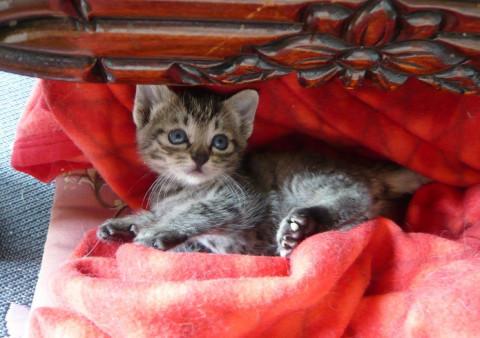 ちびちびキジトラちゃん