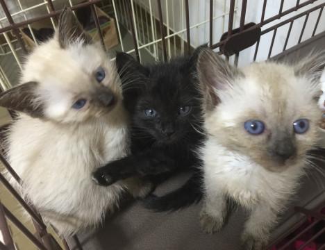 シャム系の5きょうだいです