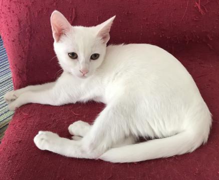 抱き心地フワフワ白猫なっちゃん