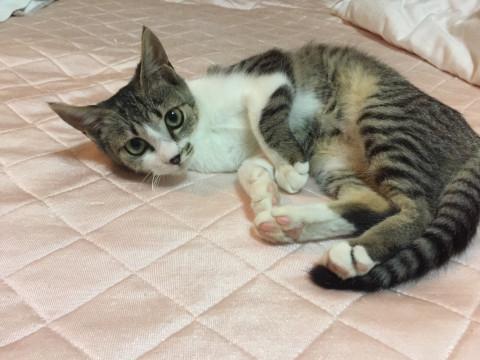 里親さん急募！！甘えん坊の女の子3ヶ月