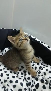 天使！キジトラちゃん！