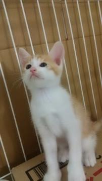 天使！茶白くん！