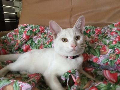 ましろちゃん　　　　4ヶ月くらいの女の子