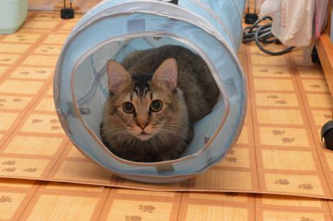 中毛キジトラ1歳元気いっぱいです！
