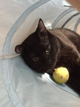 ビビリでめんこい黒猫２歳家族探してます！