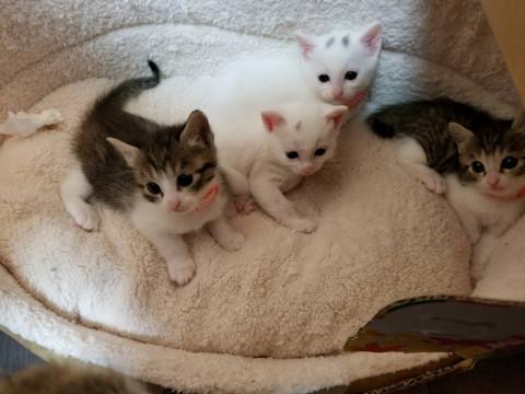 左側の子猫ちゃん