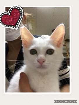 甘えん坊のマロ、フワフワです^_^