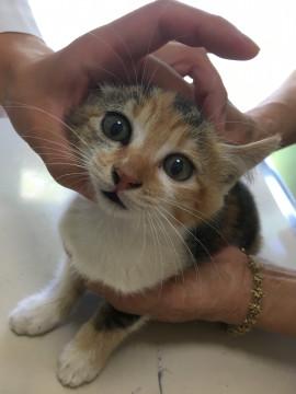 美猫 三毛ちゃん