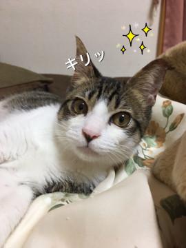 可愛いキジ白