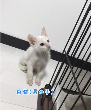 白猫オッドアイ♂推定3ヶ月