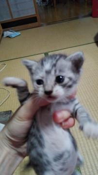 里親募集。