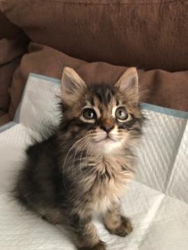 可愛いキジ長毛Mixの女の子