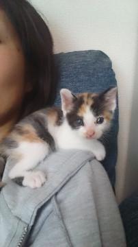 三毛猫の姉妹を保護しました❗