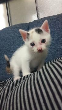 三毛猫の姉妹を保護しました❗