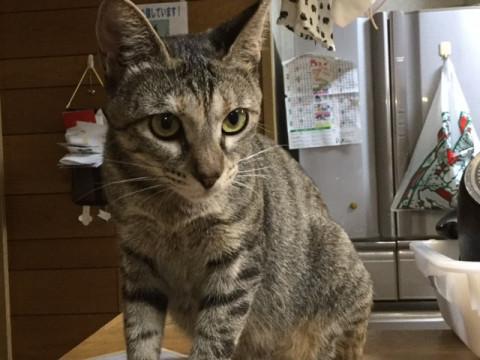 人懐っこくて、落ち着いた性格