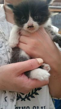 ハチわれちゃんです