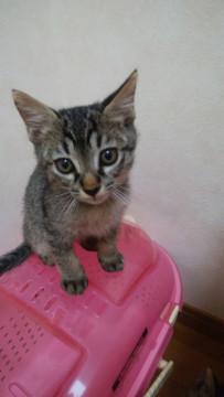 甘えん坊なキジトラ　男の子　ヘイジ