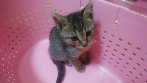 甘えん坊なキジトラ　男の子　コナン