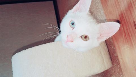 綺麗なオッドアイの白猫君