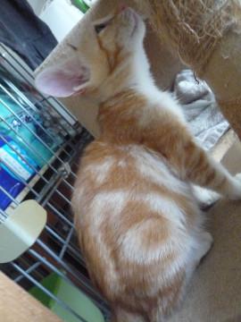 アメショー柄茶白ちゃん