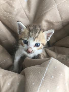 きれいな顔の猫です