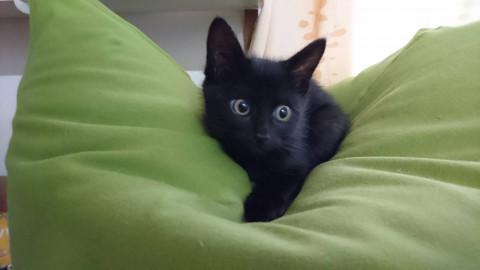 お目々クリクリ愛らしさ抜群黒猫男子