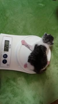 かわいいサバトラちゃん