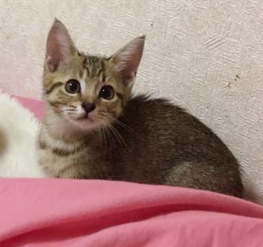 アビシニアン風な子猫です♪