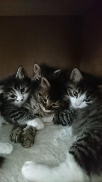 キジトラ・キジシロの子猫 3匹 オス