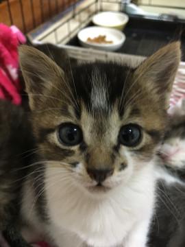 元気で可愛いキジ白の女の子です♪