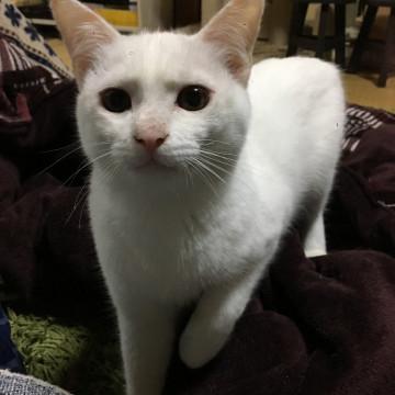 美猫白猫くん