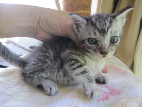 動画あり人懐こいかわいいさばトラ