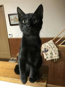 ヤンチャな真っ黒ちゃん！