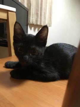 ヤンチャな真っ黒の双子ちゃん！