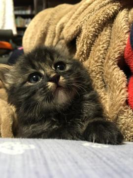 1ヶ月の猫ちゃんです
