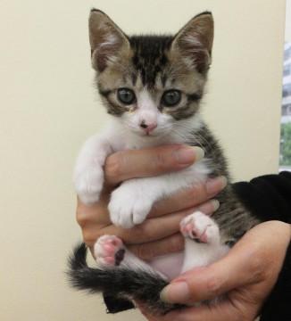 子猫の里親募集中！！ノクトくん♪