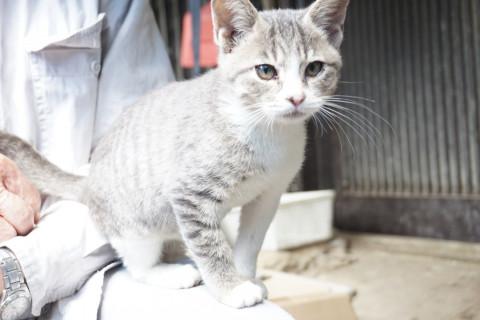 綺麗なサバ白ちゃんです