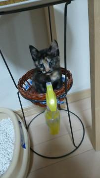 困り顔がかわいい☆りんちゃん