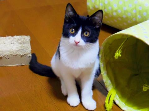 ころっころの八割れちゃん♪