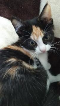 人が大好き?三毛猫ちゃん