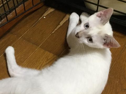 クールに見えて、実は人懐っこいです